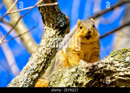 Fox squirrel hanging out in a tree Stock Photo