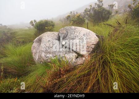 Local flora - grass and small bushes, most of it endemic to Madagascar growing in Andringitra National Park as seen during trek to peak Boby Stock Photo