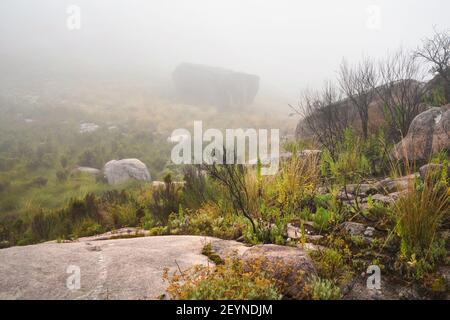Grass and small bushes growing over rocky terrain - typical scenery seen during foggy day on trek to pic Boby in Andringitra, Madagascar Stock Photo