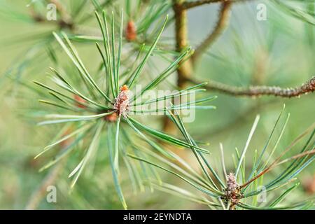 Young coniferous cone buds growing on pine tree branch in spring, shallow depth of field photo Stock Photo