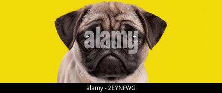adorable puppy dog pug breed with sad and serious face on bright yellow background Stock Photo