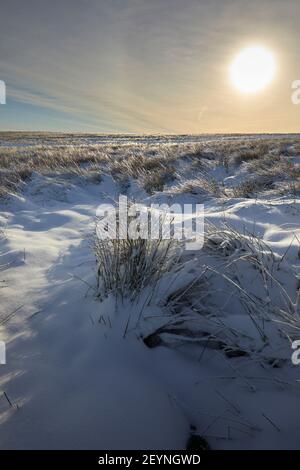 After a heavy snowfall, a bright sun highlghts the ice as it forms on reed stems on moorland at 900ft Stock Photo