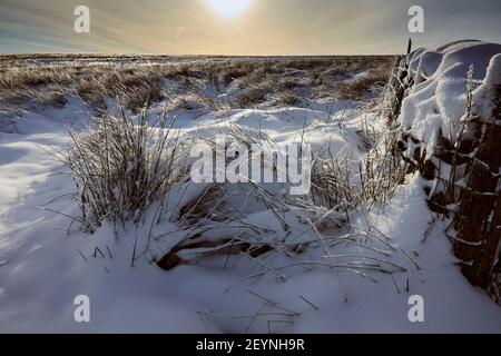 After a heavy snowfall, a bright sun highlghts the ice as it forms on reed stems next to a drystone wall on moorland at 900ft Stock Photo