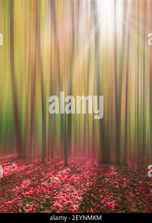Digitally modified photo of sunrays through forest in autumn Stock Photo