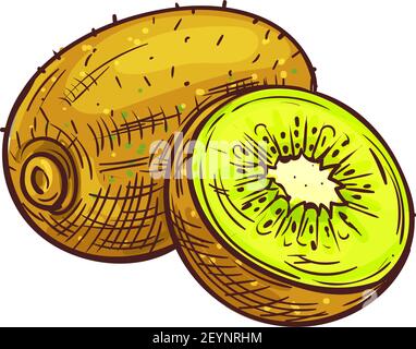 Kiwi whole exotic fruit isolated sketch. Vector tropical exotic vegetarian food, kiwifruit chinese gooseberry Stock Vector