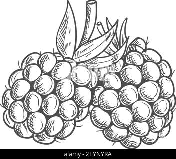 Garden bramble berry isolated summer fruit sketch. Vector blackberry food,  forest berries Stock Vector Image & Art - Alamy