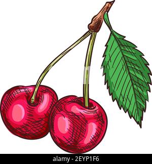 Cherry fruit with leaves isolated sketch. Vector red berries with green leaf, food dessert Stock Vector