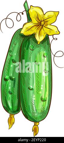 Two cucumbers with yellow flower isolated green veggies. Vector pickles with blossom, vegetable sketch Stock Vector