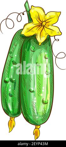 Two cucumbers with yellow flower isolated green veggies. Vector pickles with blossom, vegetable sketch Stock Vector