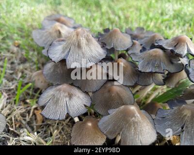 Coprinellus Micaceus mushrooms group on grass Stock Photo