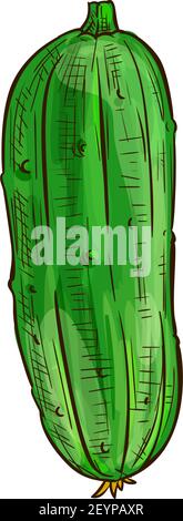 Two cucumbers with yellow flower isolated green veggies. Vector pickles with blossom, vegetable sketch Stock Vector