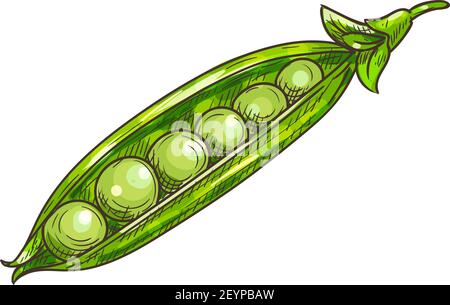 Snow pea Drawing Snap pea , Green peas transparent background PNG clipart |  HiClipart