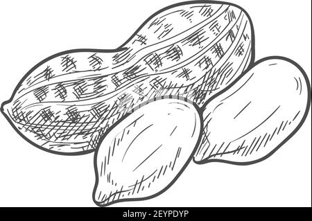 Peanut isolated groundnut in shell monochrome sketch. Vector shelled ...