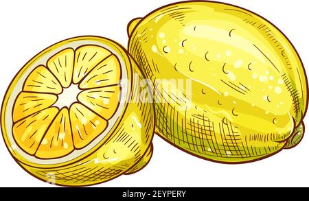 Whole one lemon with green leaf isolated sketch. Vector ripe citrus sour fruit Stock Vector