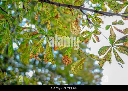 Close up chestnut tree leaves, damaged by leaf- mining moth - horse-chestnut leaf miner (Cameraria ohridella) Stock Photo