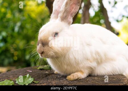 large adult frightened white rabbit sits on tree stump against background of green lawn. Hare in wild meadow gnaws and eats grass in spring or summer Stock Photo