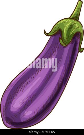 eggplant purple aubergine sketch hand drawn vector - Stock Illustration  [102854308] - PIXTA