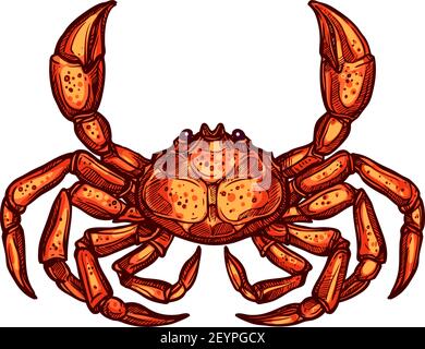 Grey swimming crab decapod crustaceans of Brachyura isolated sketch. Vector marine underwater animal Stock Vector