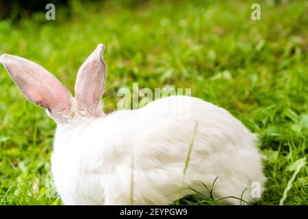 back view of large adult frightened white rabbit sits against background of green lawn. Hare in wild meadow gnaws and eats grass in spring or summer Stock Photo