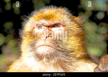 Bush monkey in africa morocco and Stock Photo