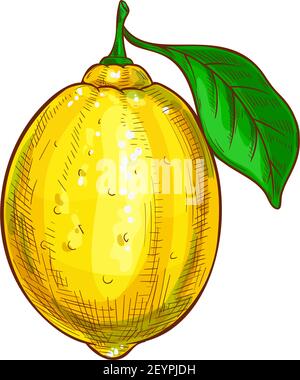 Whole one lemon with green leaf isolated sketch. Vector ripe citrus sour fruit Stock Vector