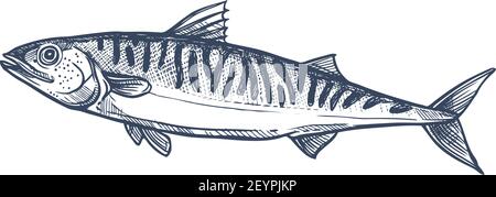 Pelagic fish, family Scombridae isolated mackerel monochrome sketch. Vector atlantic chub Wahoo scombrid fish, underwater animal. Short indian mackere Stock Vector