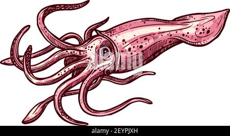 squid-isolated-vector-cephalopods-marine-animal-sketch-vector-armhook