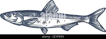 Small shoaling fish anchovy isolated Anchoa monochrome sketch. Vector European anchovy, Engraulis encrasicolus, Anchoa, Anchoviella, Engraulis or Stol Stock Vector