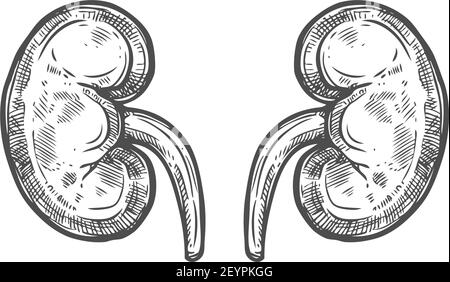 Kidneys sketch icon, urinary system isolated vector. Renal system, urology and nephrology Stock Vector