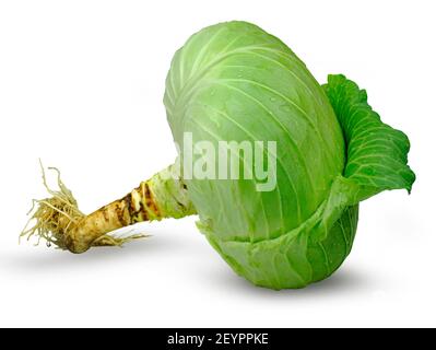 Green fresh cabbage with root isolated on white background Stock Photo