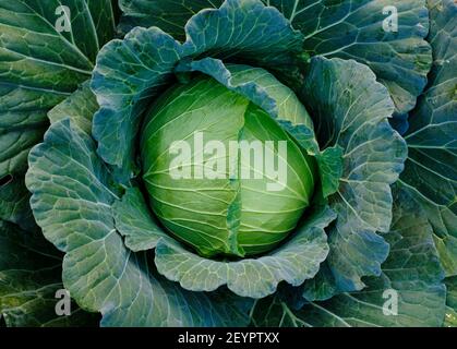 Close up green fresh cabbage maturing heads growing in the farm field Stock Photo