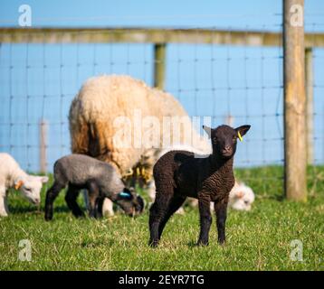 East Lothian, Scotland, United Kingdom, 6th March 2021. UK Weather: Spring lambs in sunshine. Shetland sheep twin lambs are let out into a pen in a field for the first time after being born in a barn several weeks ago. An orange ear tag for a female lamb and a blue ear tag for a male lamb. A dark lamb , a Katmoget coloured lamb and white lambs Stock Photo