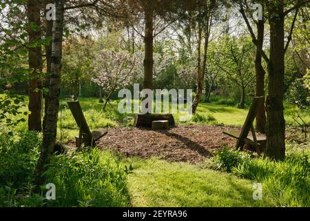 Sheltered seating area under circle of pine trees beside apple orchard. Woodland glade created in garden. Shady circle of pine trees. Stock Photo