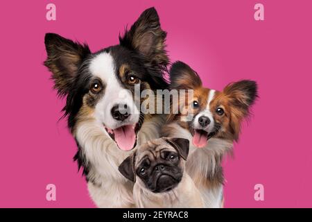 portrait of three dogs in front of a pink background Stock Photo