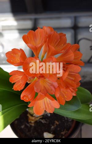 spring in the winter garden with blooming clivia