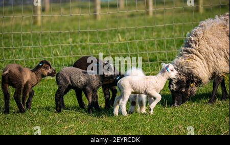 East Lothian, Scotland, United Kingdom, 6th March 2021. UK Weather: Spring lambs in sunshine. Shetland sheep twin lambs are let out into a pen in a field for the first time after being born in a barn several weeks ago. An orange ear tag for a female lamb and a blue ear tag for a male lamb. Lambs in a a variety of colours with an ewe Stock Photo