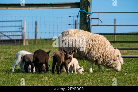 East Lothian, Scotland, United Kingdom, 6th March 2021. UK Weather: Spring lambs in sunshine. Shetland sheep twin lambs are let out into a pen in a field for the first time after being born in a barn several weeks ago. An orange ear tag for a female lamb and a blue ear tag for a male lamb. Lambs in a a variety of colours with an ewe Stock Photo