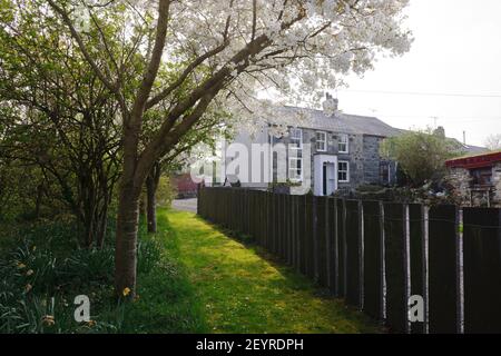 Modern Slate Fence inspired by traditional slate fences of the local area. White cherry blossom blowing in the wind. Prunus serrulata 'Jo-nioi',  Trad Stock Photo
