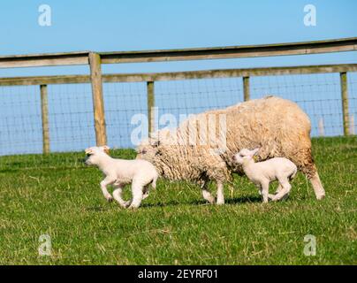 East Lothian, Scotland, United Kingdom, 6th March 2021. UK Weather: Spring lambs in sunshine. Shetland sheep twin lambs are let out into a pen in a field for the first time after being born in a barn several weeks ago. An orange ear tag for a female lamb and a blue ear tag for a male lamb. Twin white lambs run across the field with the mother ewe Stock Photo