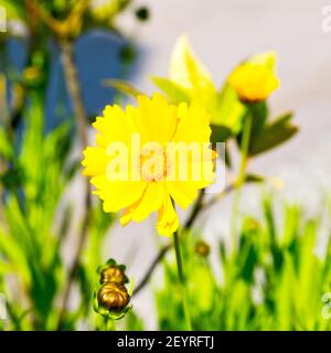 In italy dasy yellow flower field nature and spring Stock Photo