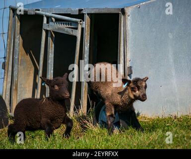 East Lothian, Scotland, United Kingdom, 6th March 2021. UK Weather: Spring lambs in sunshine. Shetland sheep twin lambs are let out into a pen in a field for the first time after being born in a barn several weeks ago. An orange ear tag for a female lamb and a blue ear tag for a male lamb. Lambs running in the field next to a shelter Stock Photo