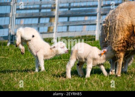 East Lothian, Scotland, United Kingdom, 6th March 2021. UK Weather: Spring lambs in sunshine. Shetland sheep twin lambs are let out into a pen in a field for the first time after being born in a barn several weeks ago. An orange ear tag for a female lamb and a blue ear tag for a male lamb. a white lamb leaping into the air Stock Photo