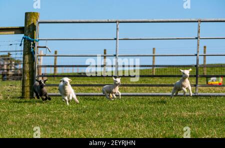 East Lothian, Scotland, United Kingdom, 6th March 2021. UK Weather: Spring lambs in sunshine. Shetland sheep twin lambs are let out into a pen in a field for the first time after being born in a barn several weeks ago. An orange ear tag for a female lamb and a blue ear tag for a male lamb. Lambs running across the field Stock Photo