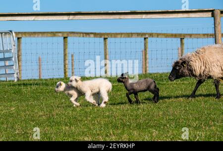 East Lothian, Scotland, United Kingdom, 6th March 2021. UK Weather: Spring lambs in sunshine. Shetland sheep twin lambs are let out into a pen in a field for the first time after being born in a barn several weeks ago. An orange ear tag for a female lamb and a blue ear tag for a male lamb. Lambs running across the field Stock Photo