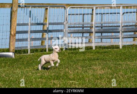 East Lothian, Scotland, United Kingdom, 6th March 2021. UK Weather: Spring lambs in sunshine. Shetland sheep twin lambs are let out into a pen in a field for the first time after being born in a barn several weeks ago. An orange ear tag for a female lamb and a blue ear tag for a male lamb. A small white lambs running in the field Stock Photo