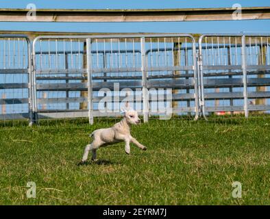 East Lothian, Scotland, United Kingdom, 6th March 2021. UK Weather: Spring lambs in sunshine. Shetland sheep twin lambs are let out into a pen in a field for the first time after being born in a barn several weeks ago. An orange ear tag for a female lamb and a blue ear tag for a male lamb. A small white lambs running in the field Stock Photo