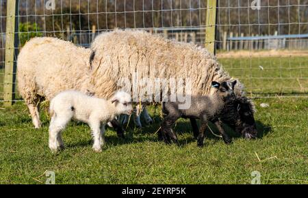 East Lothian, Scotland, United Kingdom, 6th March 2021. UK Weather: Spring lambs in sunshine. Shetland sheep twin lambs are let out into a pen in a field for the first time after being born in a barn several weeks ago. An orange ear tag for a female lamb and a blue ear tag for a male lamb. Twin lambs, one white and the other a Katmoget colour Stock Photo