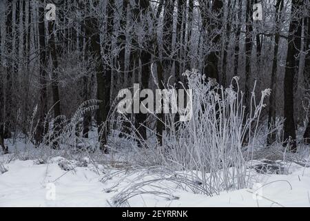 Frozen white grass in deep snow and dark tree trunks in background in winter Stock Photo