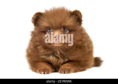 Pomeranian Spitz Puppy Isolated Cute Brown Pomeranian Dog On White Background Purebred Spitz Breed Family Friendly Funny Pom Dog Stock Photo Alamy