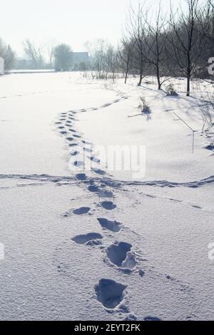 Footsteps track in deep snow on empty field in rural landscape in winter bright day Stock Photo